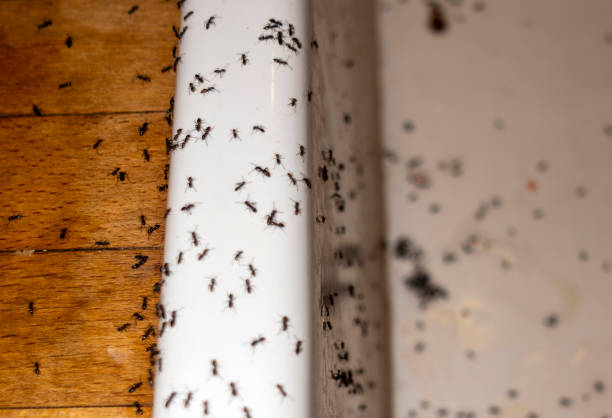 Best Ant Control Services  in Eddyville, IA